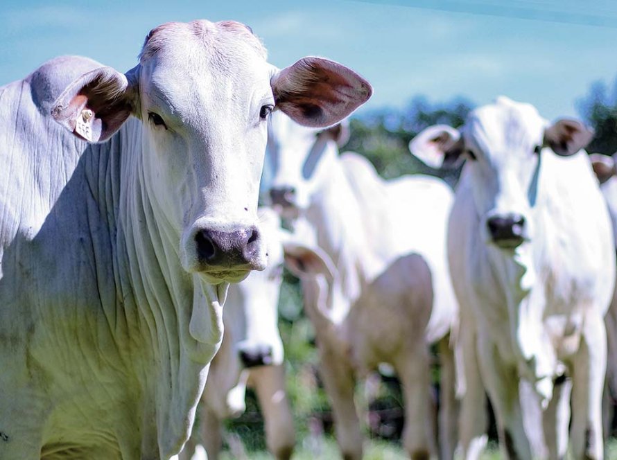Exportações de carne bovina elevam receita diária em 32,8% até a terceira semana de junho