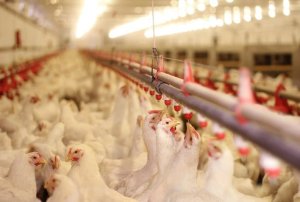 Exportações de frango crescem 29,6% e registram terceiro maior volume da história em maio