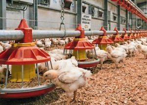 Exportações de frango do RS avançam em maio e reforçam retomada no mercado externo
