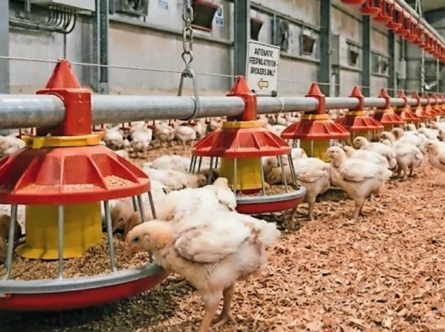Exportações de frango do RS avançam em maio e reforçam retomada no mercado externo