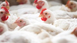 Frango paulista entra em campo e fortalece exportações