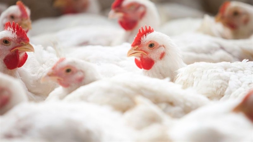 Frango paulista entra em campo e fortalece exportações