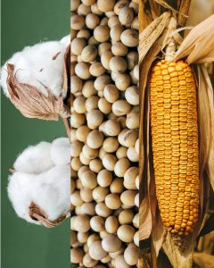Geopolítica e apetite ao risco invertem sinal e commodities agrícolas voltam a subir; soja avança na CBOT
