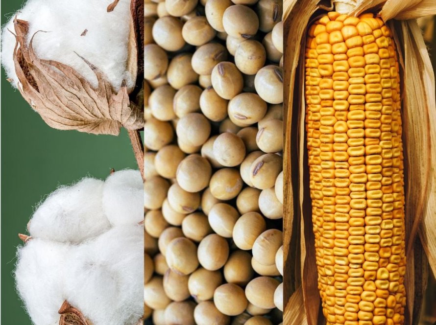 Geopolítica e apetite ao risco invertem sinal e commodities agrícolas voltam a subir; soja avança na CBOT