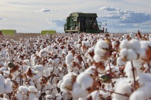 Média diária das exportações de algodão supera em 57,9% a de junho de 2025