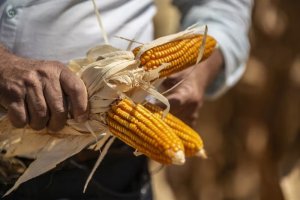 Milho fecha em alta na Bolsa de Chicago nesta 4ª, na esteira do trigo e da soja