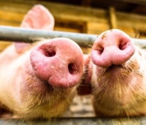 Retração nas importações de soja pressiona fabricantes de ração suína na China