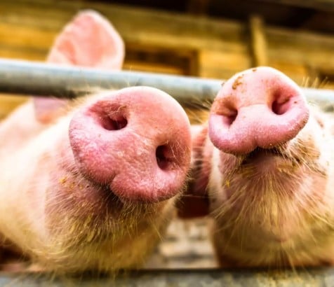 Retração nas importações de soja pressiona fabricantes de ração suína na China