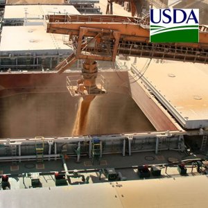 USDA: Vendas semanais de soja, milho e trigo para exportação ficam dentro do esperado