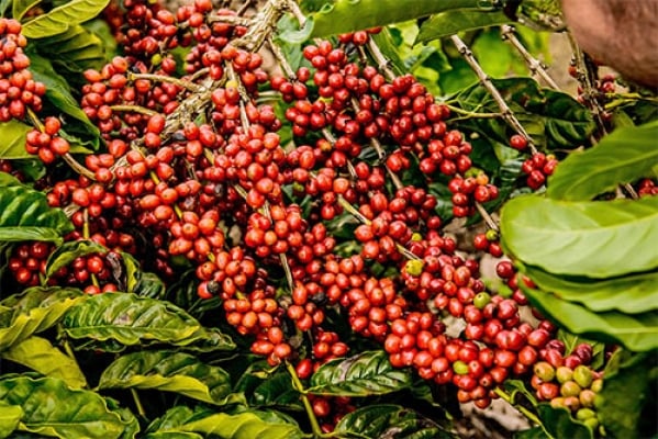 USDA projeta recorde para safra de café do Brasil e vê salto de 30% na exportação