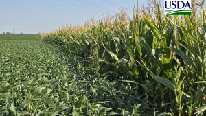 USDA traz 66% das lavouras de soja dos EUA em boas/excelentes condições