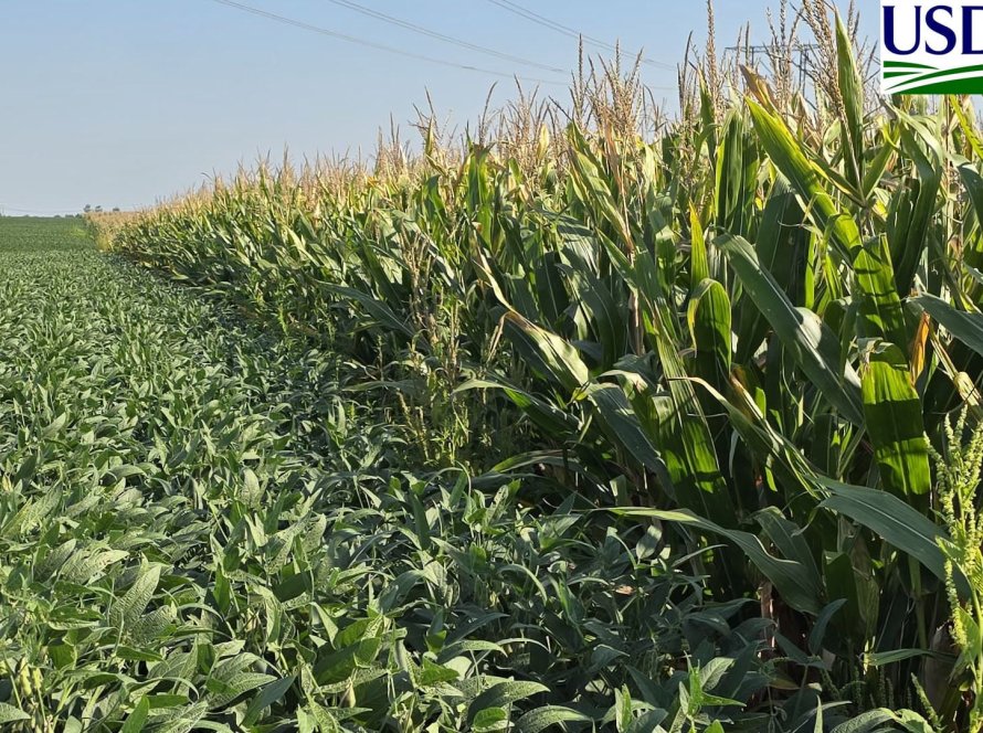 USDA traz 66% das lavouras de soja dos EUA em boas/excelentes condições
