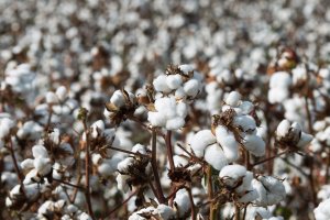 Algodão: dezembro/26 volta a fechar acima dos 80 cents/lb após altas nesta 3ª feira (21)