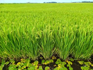 Arroz ganha novo olhar com publicação que destaca o protagonismo do cereal no campo e na alimentação