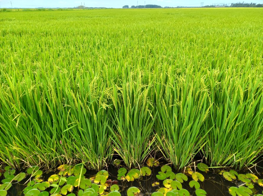 Arroz ganha novo olhar com publicação que destaca o protagonismo do cereal no campo e na alimentação