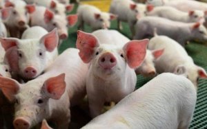 Brasil amplia espaço na exportação de carne suína e precisa manter eficiência, diz diretor da PIC na Suinfair