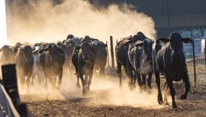 Brasil faz primeira exportação de Girolando para Botswana