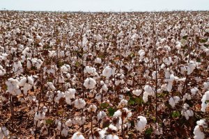 Colheita do algodão alcança 13,1% em Mato grosso e Imea indica atraso em relação à média histórica