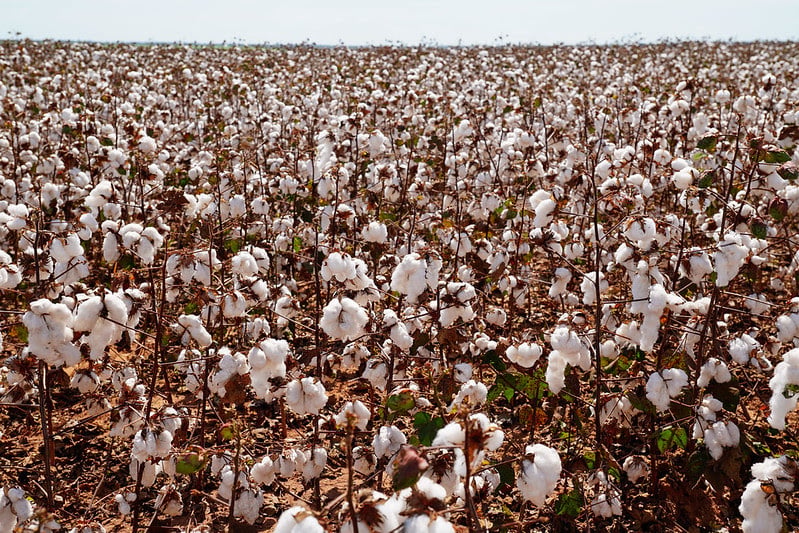 Colheita do algodão alcança 13,1% em Mato grosso e Imea indica atraso em relação à média histórica