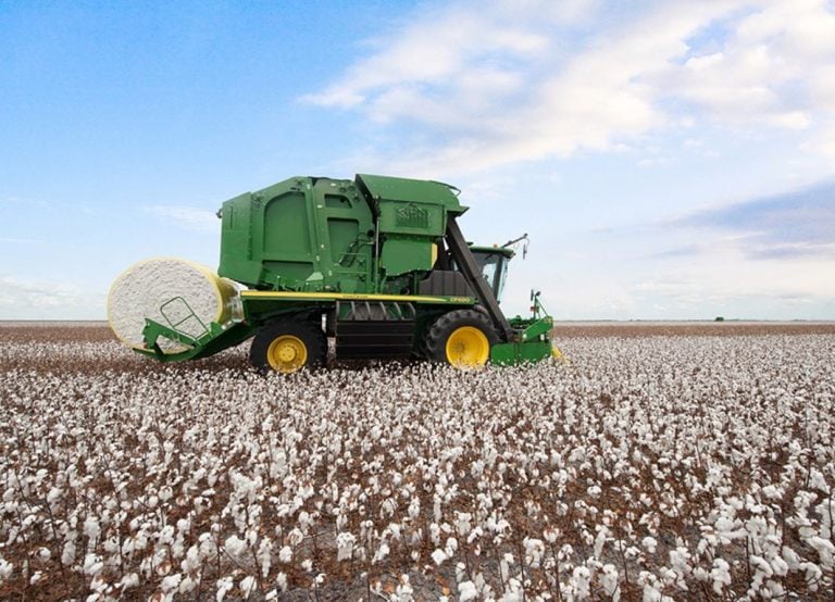 Colheita do algodão passa de 12% com alguns estados ganhando mais ritmo para os trabalhos