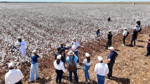 Cotton Brazil Dialogues reúne líderes globais da moda e da cadeia têxtil em imersão pelo algodão brasileiro