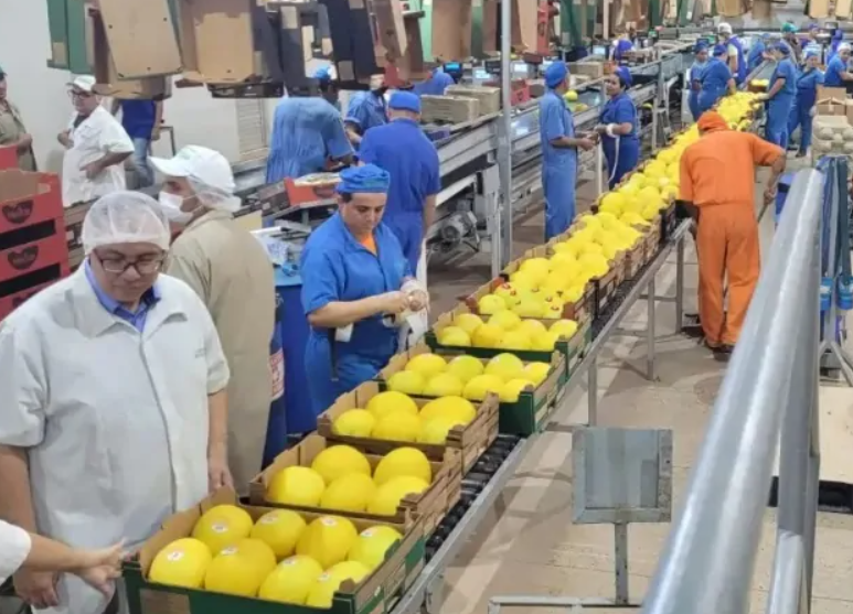 Exportações de frutas e nozes seguem abaixo de 2025, mas preço médio sobe 14,7% até a 4ª semana de julho