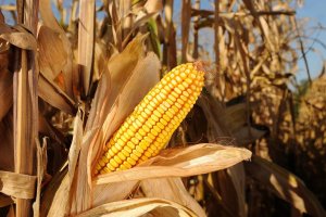 Futuros do milho acompanham perdas da soja e fecham quarta-feira caindo 2% em Chicago