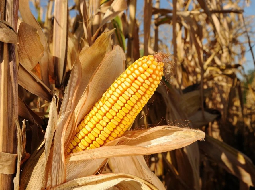 Futuros do milho acompanham perdas da soja e fecham quarta-feira caindo 2% em Chicago