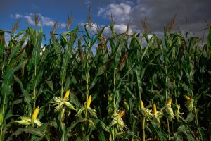 Safras & Mercado vê avanço na próxima safra de milho do Brasil e recuo na de arroz