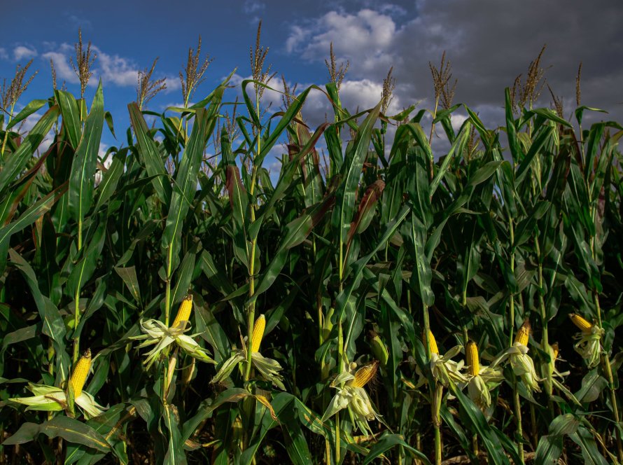 Safras & Mercado vê avanço na próxima safra de milho do Brasil e recuo na de arroz