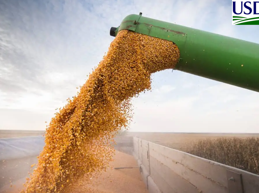 USDA: Vendas semanais de soja da safra 26/27 dos EUA superam expectativas do mercado