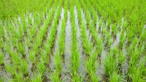 No Paraguai, algumas regiões já iniciam a semeadura em agosto