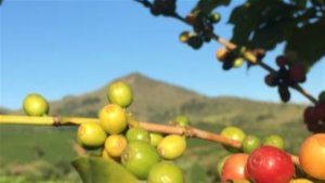 Colômbia suspende temporariamente parte das exportações de café