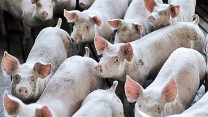 Exportações de carne suína recuam após semestre aquecido