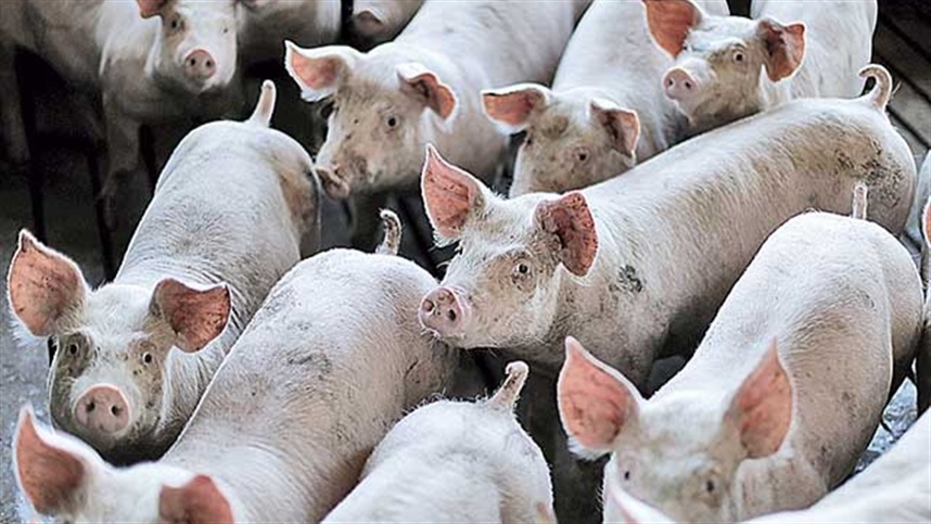 Exportações de carne suína recuam após semestre aquecido