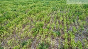 Manejo de nematoides na soja ganha nova proteção desde o tratamento das sementes