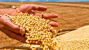 Mato Grosso bate novo recorde no esmagamento de soja