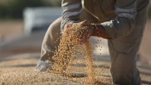 Produção de soja pode chegar a 180,4 milhões de toneladas