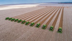 Algodão melhora margem e ganha força para recuperar área em 26/27, mas querer ampliar área não significa conseguir plantar