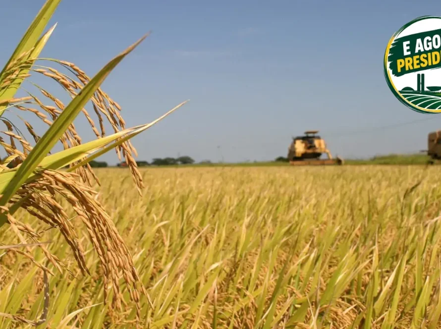 Arroz cobra do próximo governo crédito mais barato e medidas para recuperar competitividade
