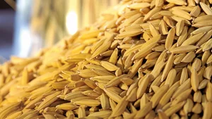 Arroz/Cepea: Demanda externa intensifica disputa por matéria-prima
