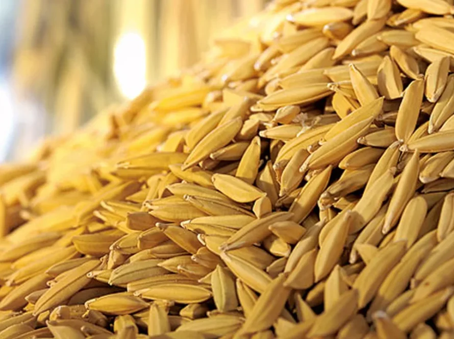 Arroz/Cepea: Demanda externa intensifica disputa por matéria-prima