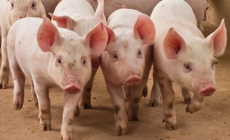 Brasil assina com China acordo para exportar miúdos suínos; ABPA vê mais de US$100 mi em receitas