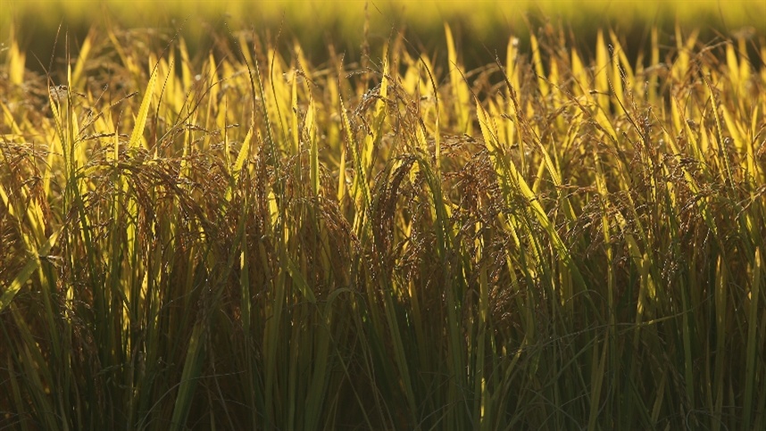 A estimativa para a produção de arroz beneficiado em 2026/27 foi revisada