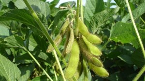 El Niño aumenta atenção no início do plantio da soja em Mato Grosso