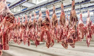 Exportações de carne bovina recuam em agosto, mas acesso a nova quota dos Estados Unidos deve contribuir para amenizar efeitos China e UE