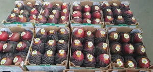 Exportações de frutas aceleram na segunda semana e reduzem queda no volume para 7%
