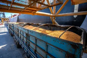 Exportações de milho mantêm reação em setembro, mas ritmo ainda fica 17% abaixo de 2025