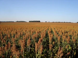 Goiás lidera três culturas agrícolas no país e produz 20,3 milhões de toneladas de soja