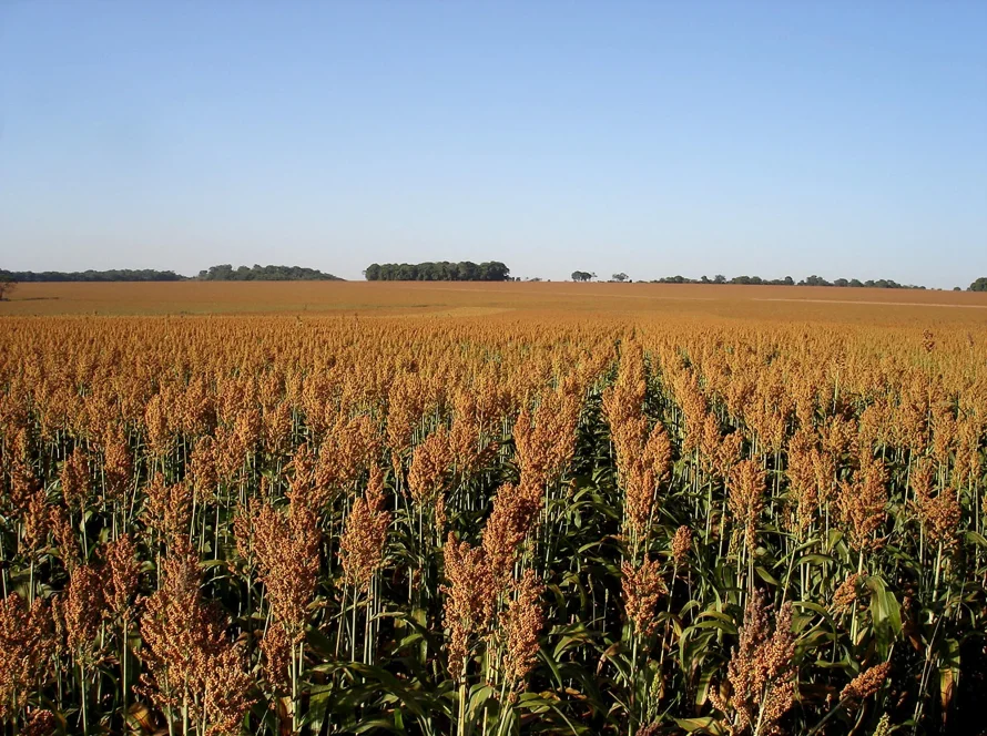 Goiás lidera três culturas agrícolas no país e produz 20,3 milhões de toneladas de soja